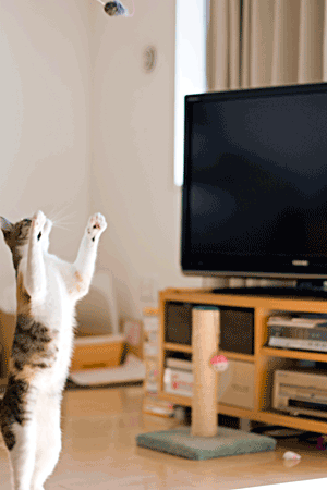 a0119470_1205662.gif