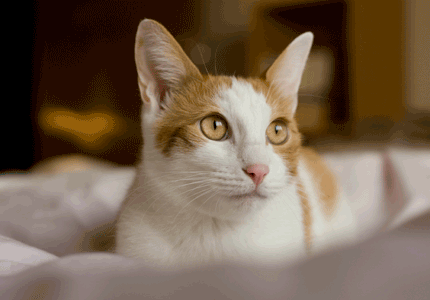 a0119470_1213181.gif