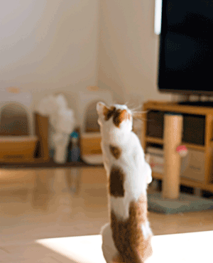 a0119470_121397.gif