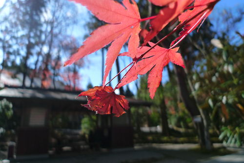 高野山は紅色に（前編）〜橋本ー高野山周回〜_c0177576_15321354.jpg