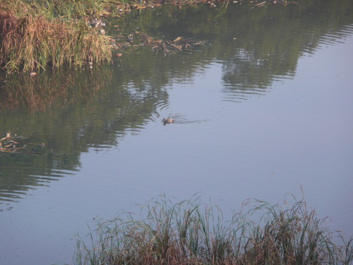 落合中央公園の落合池_b0118987_6425348.jpg