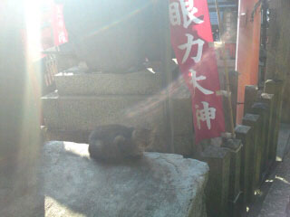 猫　眼力大神_a0012690_042769.jpg