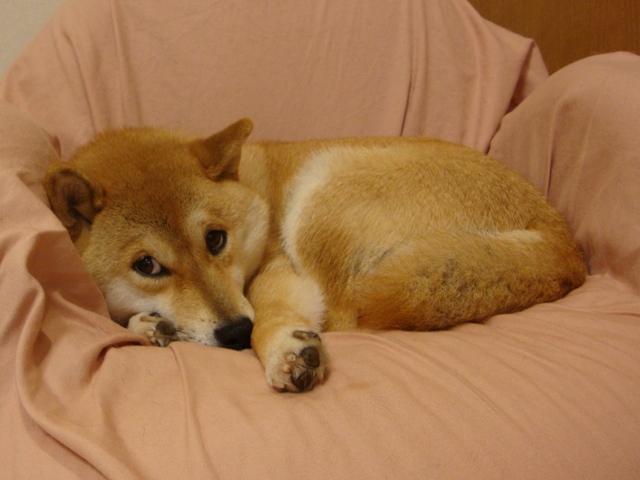 かぼちゃん、大丈夫!?_a0126590_23592983.jpg