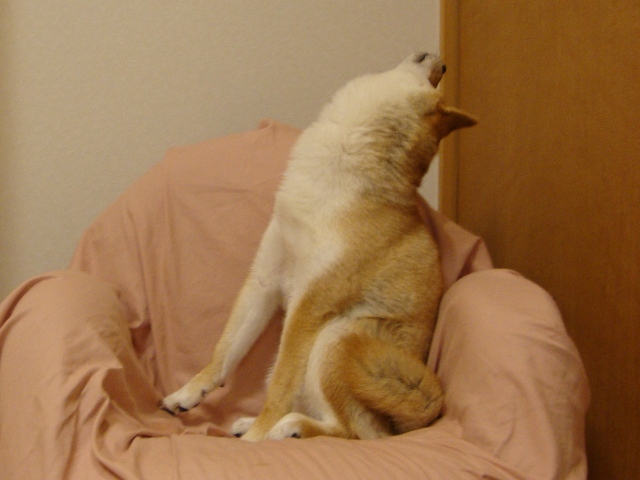 かぼちゃん、大丈夫!?_a0126590_23593649.jpg