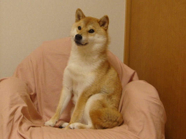 かぼちゃん、大丈夫!?_a0126590_23594382.jpg