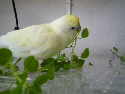 ベランダのハコベ インコ草 ユーカリどれが好き 単身赴任のお留守番 ベランダのハコベ インコ草 ユーカリどれが好き 単身赴任のお留守番