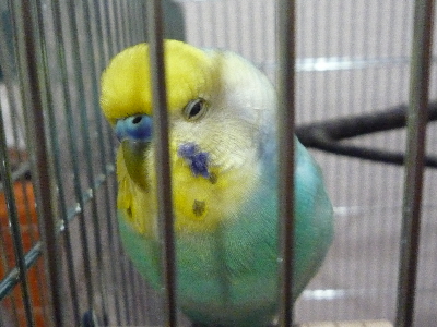 ベランダのハコベ インコ草 ユーカリどれが好き 単身赴任のお留守番 ベランダのハコベ インコ草 ユーカリどれが好き 単身赴任のお留守番