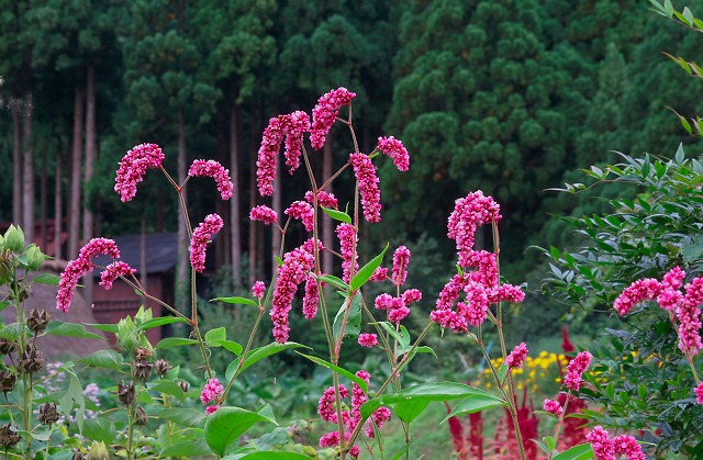 【合掌造り集落と共に】　庭前の花たち　_e0039703_1842431.jpg