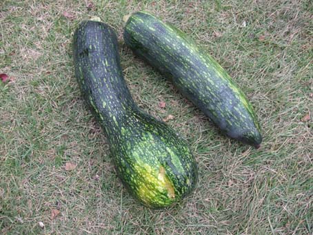 長いカボチャ 雑多な豆２