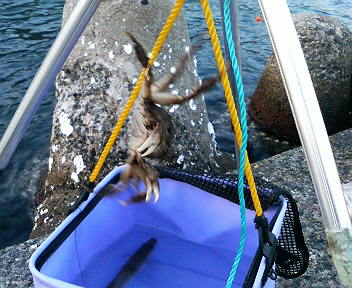 晩秋の日本海!釣れたのは・・・。_f0163105_2322369.jpg