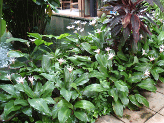 b0176111_20474584.gif