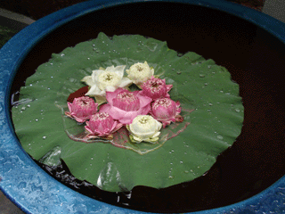 b0176111_20475946.gif