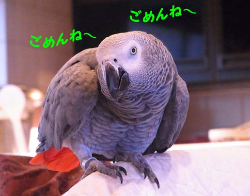 c0133013_19353269.jpg