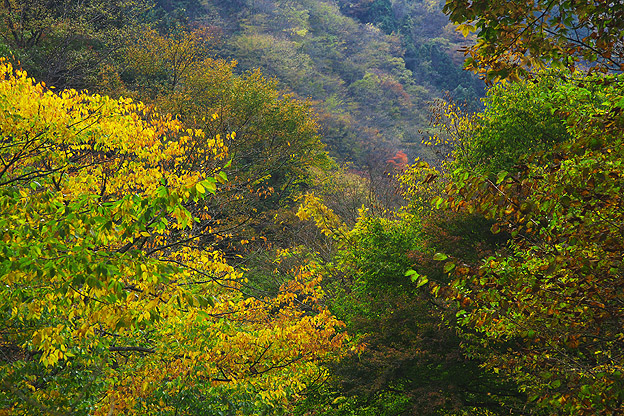 奥多摩の紅葉_b0010915_22393960.jpg