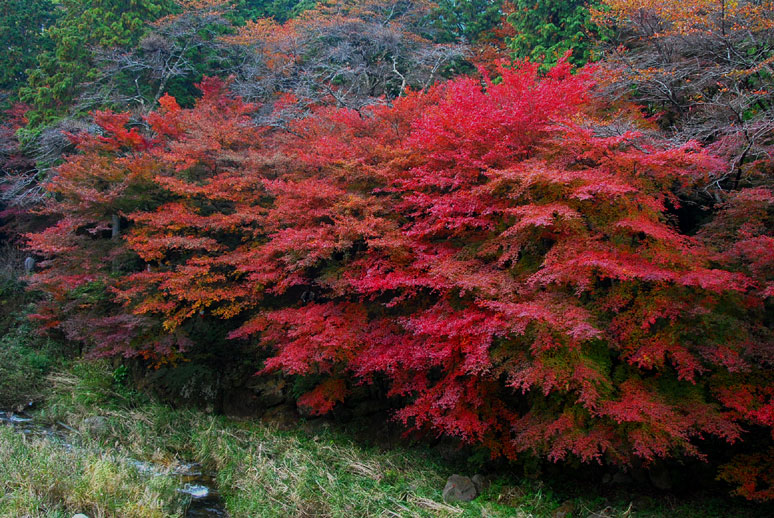 奥津峡で紅葉狩り・・・その３（ラストです＾＾；）★★★_b0075541_917284.jpg