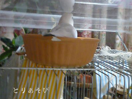 e0147757_2025325.jpg