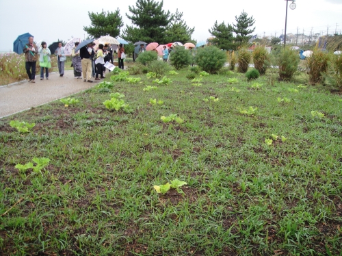 第4回花壇管理ボランティア交流会　in　せんなん里海公園_c0108460_21411866.jpg