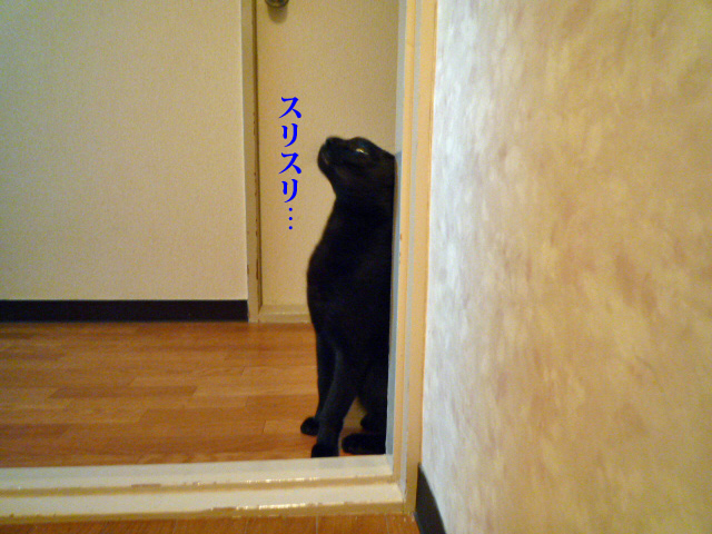 待つ黒猫…_c0183167_20224692.jpg