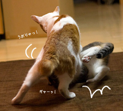床の誘惑_a0119470_0412388.jpg