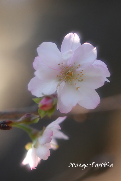 ひっそりと咲く冬桜_c0173670_16594612.jpg