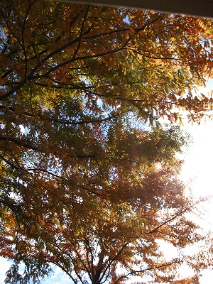 e0184077_0563365.jpg