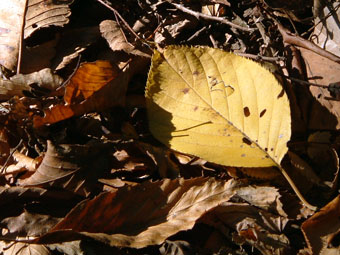 c0086185_22552319.jpg