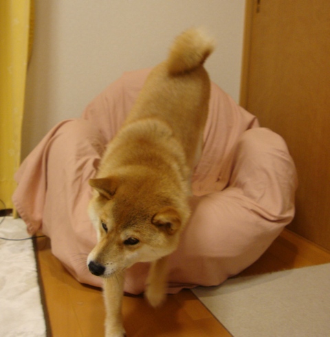 かぼちゃん、大丈夫!?_a0126590_00784.jpg