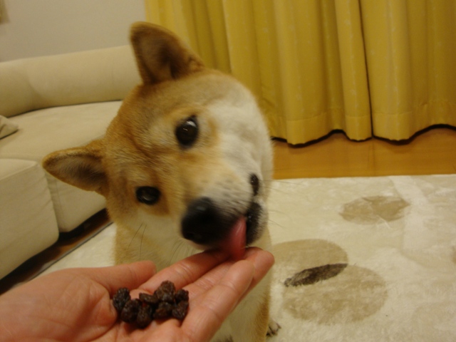 かぼちゃん、大丈夫!?_a0126590_014438.jpg