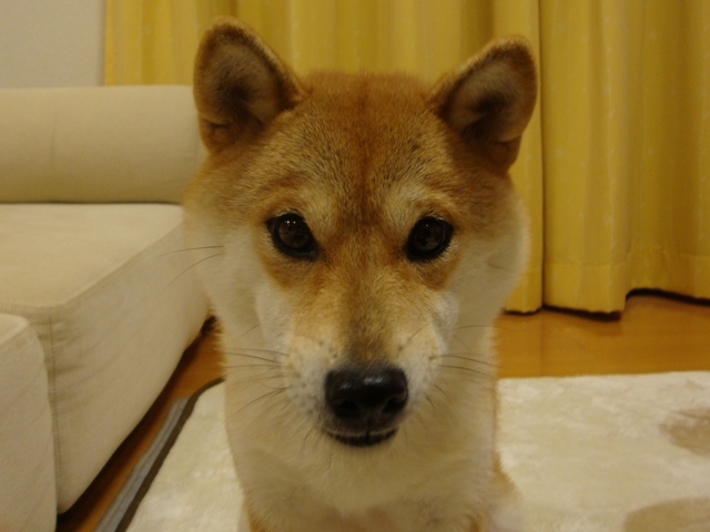 かぼちゃん、大丈夫!?_a0126590_0404775.jpg
