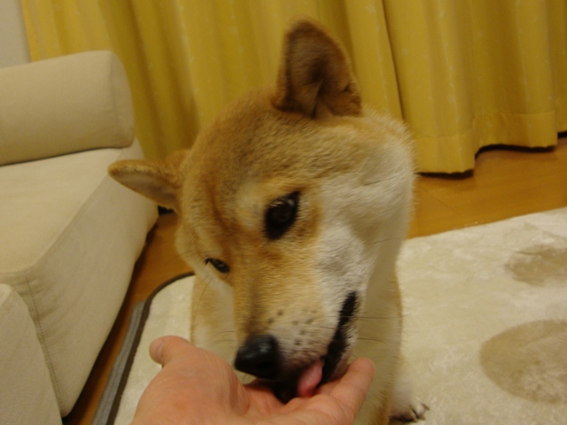 かぼちゃん、大丈夫!?_a0126590_0531897.jpg