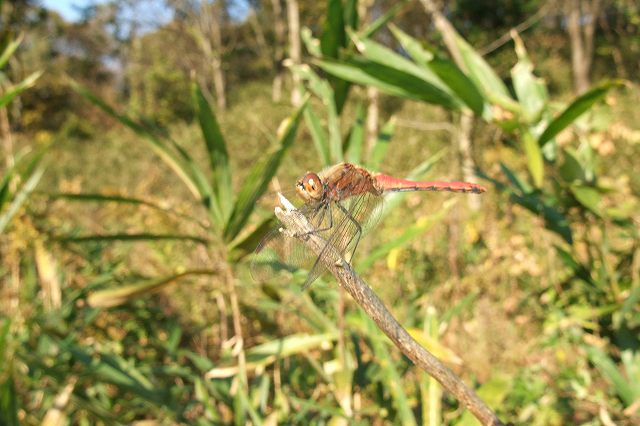 e0070891_2017568.jpg