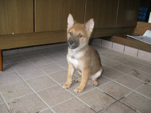 玄関が犬小屋 ロードキング