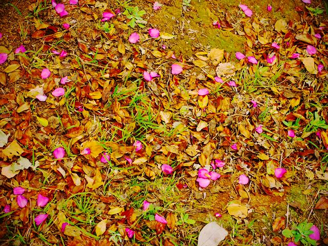 Autumn color_c0198903_20365770.jpg