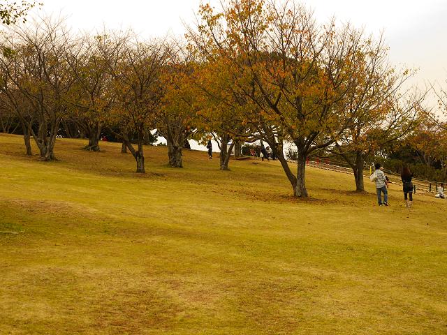 Autumn color_c0198903_20441114.jpg