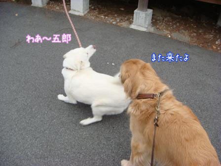 犬との暮し方について_f0064906_17454295.jpg