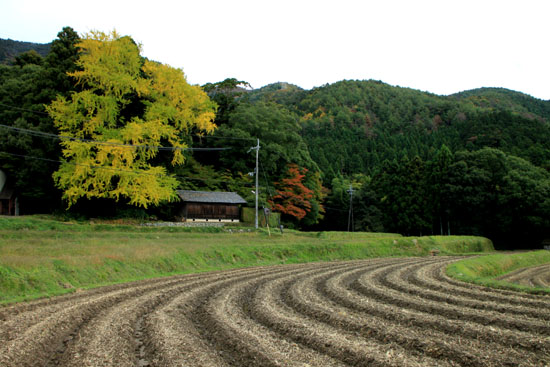 越畑の樒原_e0048413_2013886.jpg