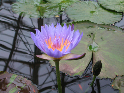 ふらりと花鳥園に_c0219815_21451479.jpg