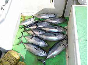 今季最高 メジマグロ爆釣 相模湾 釣りおやじ