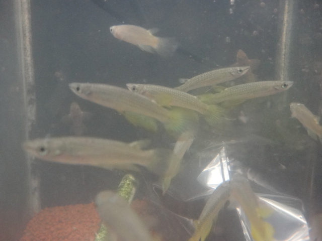 熱帯魚・金魚・水草_f0189122_14275870.jpg