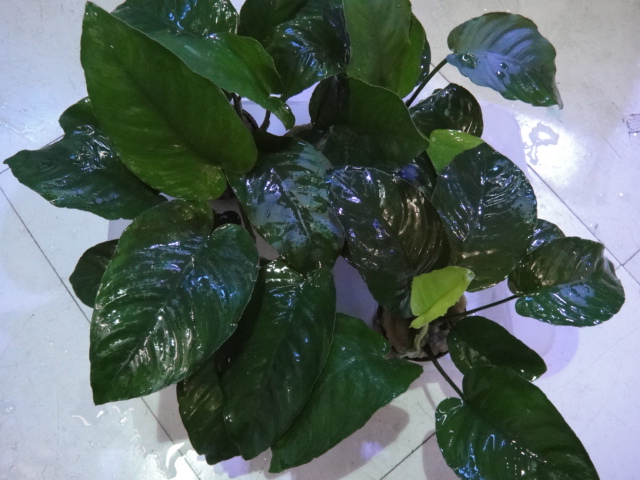 熱帯魚・金魚・水草_f0189122_14333650.jpg