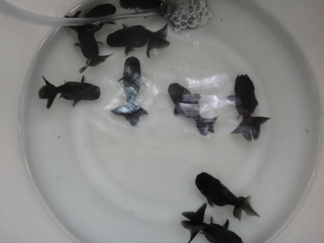 熱帯魚・金魚・水草_f0189122_14393618.jpg