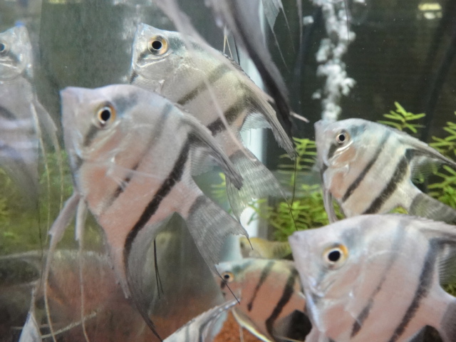 熱帯魚・金魚・水草_f0189122_16512930.jpg