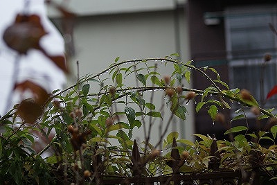 f0170524_1564198.jpg