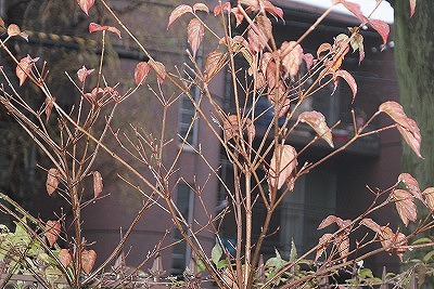 f0170524_1564855.jpg