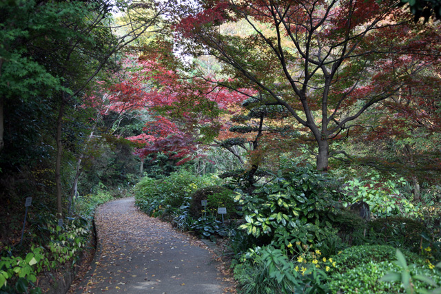 ひろしま八十景　（植物公園3）新しい楽しみ方見つけた！_c0064025_18372373.jpg