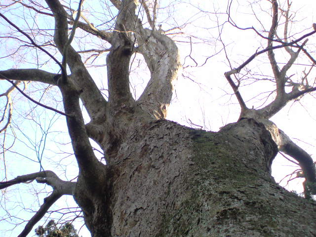 大きな欅がありました　大仙・「宝蔵寺」_e0016828_22214098.jpg