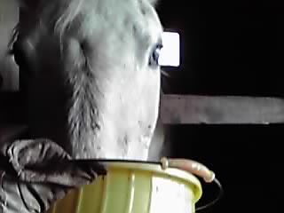 やっぱりお嬢様馬メリー_e0145441_18565913.jpg