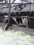 六甲・弓削(ゆげ)牧場へ~♪_d0118053_14303669.jpg