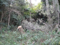 c0108460_1725584.jpg