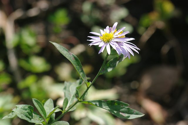 e0070891_20434147.jpg